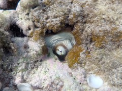 Caribbean Reef Octopus